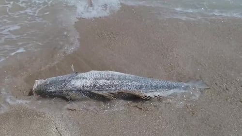 Rotter toter Fisch auf dem Sand