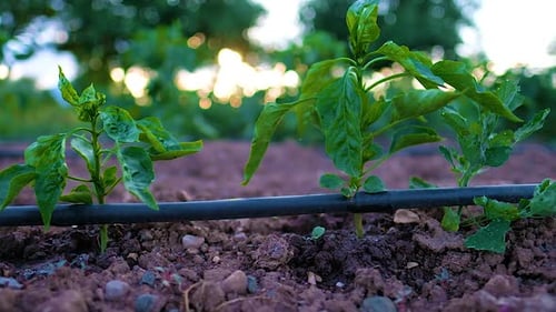 Pepper Plants Irrigated on Farm