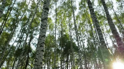 Low-angle Shot Of Birch Forest