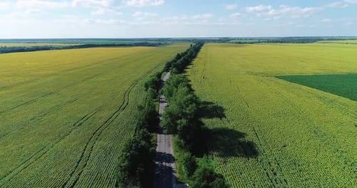 The road through the fields with sunflowers on which cars move