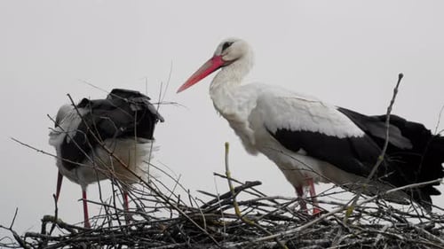 Storks Standing in Nest