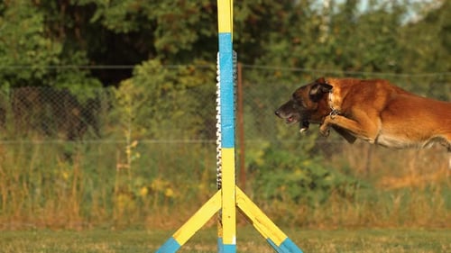 Dog Jumps Over Agility Obstacle in Slow Motion
