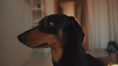 Black and Tan Dachshund Dog Close Up Indoors