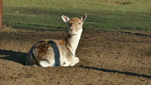 Young Deer Resting Calmly in Countryside Field