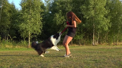A Woman and a Border Collie Play Tug-of-war with a Toy in a Meadow, the Woman Spins the Dog Around