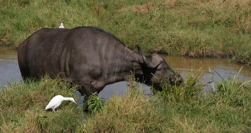Búfalo africano, syncerus caffer, adulto comiendo hierba en Waterhole, garceta bueyera, bubulcus ibis