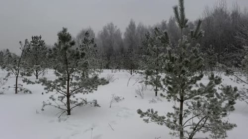 Voler dans une forêt d'hiver recouverte de neige fraîche entre les arbres.