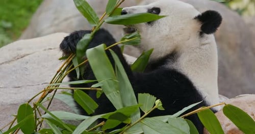 Panda isst Bambus im Zoopark