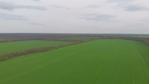 Grüne Feld-Landschaft