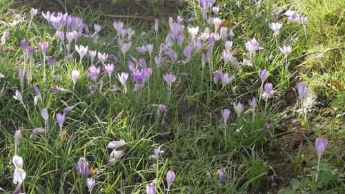 Felder der Iris Familie Krokusblume auf dem Wind natürlicher Hintergrund Frühlingstag 4K 2160p 30 fps UHD v
