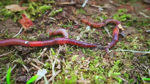 Worms