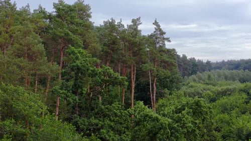 Trees background. Tall pine trees in the forest. Beautiful green woodland in summer.