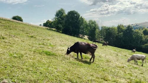 Cattle Grazing on Green Grassy Hillside