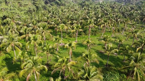 Aerial view coconut plantation