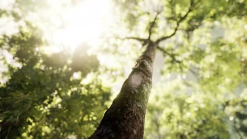 Rayons de soleil éclatants dans une forêt brumeuse