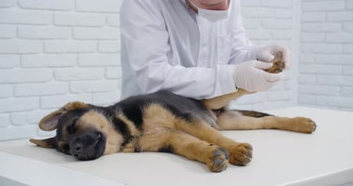 Veterinary Doctor Examining Dog Paws in Clinic
