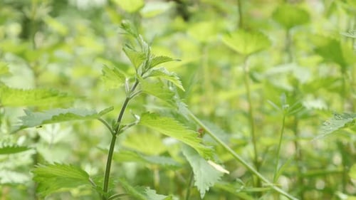Feuilles d'ortie commune sur fond naturel vert sauvage, inclinaison lente 4K 2160p 30fps UltraHD foo