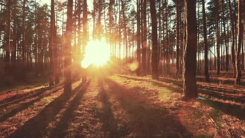 Beautiful Sunrise Sun Sunshine In Sunny Spring Coniferous Forest