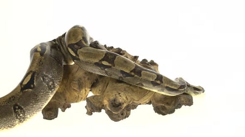 Royal Python or Python Regius on Wooden Snag in Studio Against a White Background.
