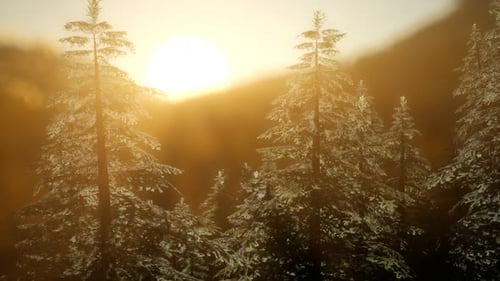 Pine Forest on Sunrise with Warm Sunbeams