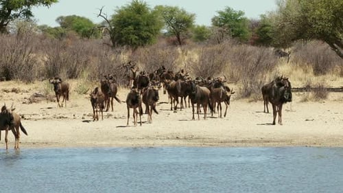 Wildebeest Herd Gathering at Watering Hole on Savanna