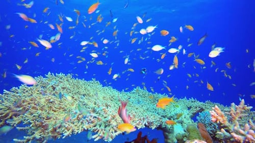 Coral Reef Marine Life