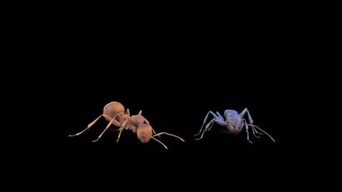 Ants