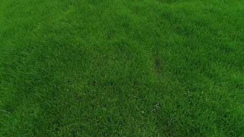 Green Grass