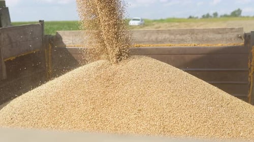Unloading Wheat Seeds From the Combine to the Dump Truck