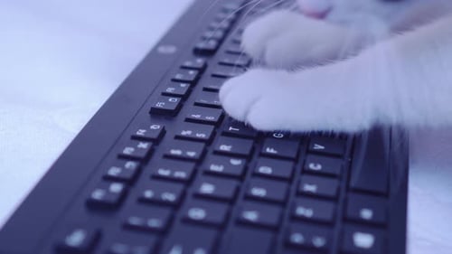 Animal Paws Typing on a Computer Keyboard