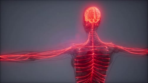 Human Brain and Nervous System with Glowing Red Nerves and Brain