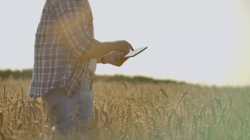 Young Male Farmer Holding Tablet in Wheat Field