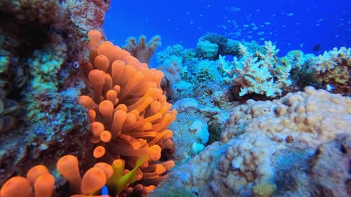 Red Anemone Clownfish