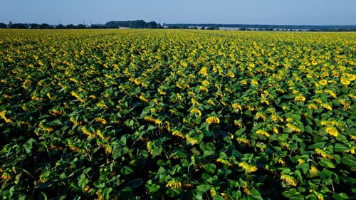 Sunflower Blooming in a Vast Sunflower Field Fluttering in the Wind