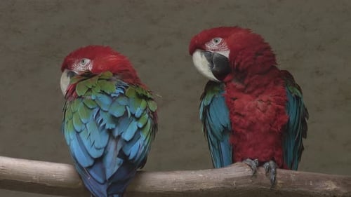 oiseaux