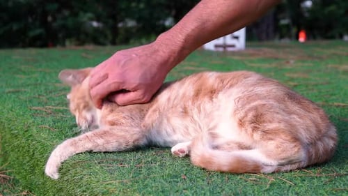 Stroking The Cat