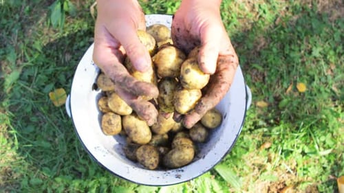 Close-up of woman hands washing potatoes in garden