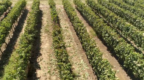 Aerial view of man's loading tractor with grapes on agricultural field, Greece.