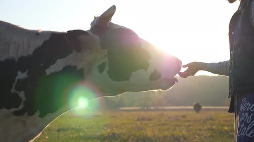 Cow Eating from Hand in Sunlight