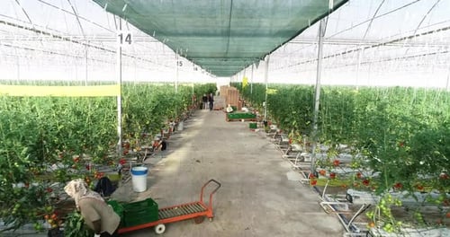 Tomate en serre