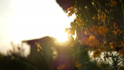 Sommerland