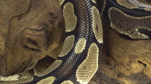 Royal Python o Python Regius sobre un obstáculo de madera en el estudio sobre un fondo blanco