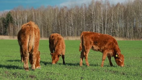 Calves Cows Grazing On A Spring Green Pasture
