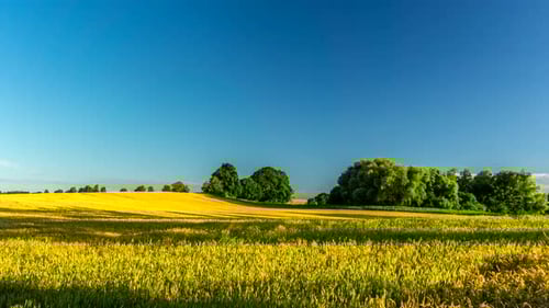 Shifting shadow over the cereal field
