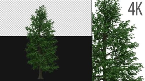 Tilia Tree