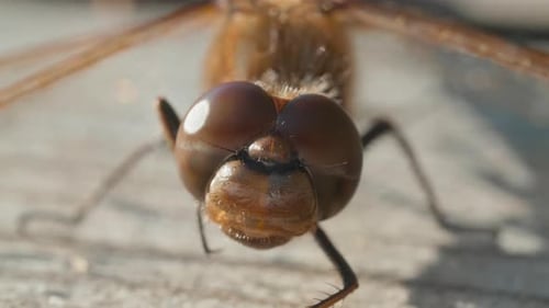 Makroaufnahme von Augen der braunen Libelle