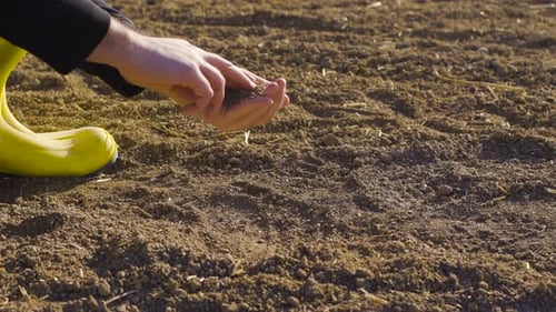 Farmer hands inspect soil at cultivated farm