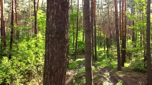 Green Bright Forest