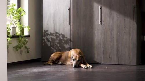 Dog Rests then Walks Across Room