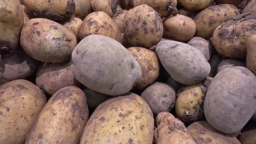 Pile Of Organic Fresh Ripe Potatoes 2